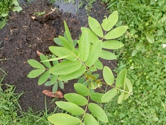 Senna pistaciifolia