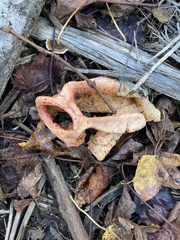 Clathrus columnatus
