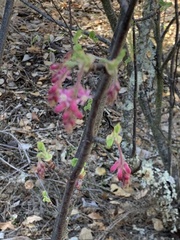 Ribes malvaceum malvaceum