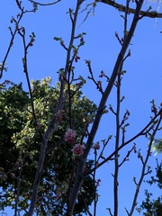 Ribes malvaceum malvaceum