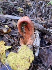 Clathrus columnatus