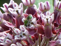 Augochlorella aurata