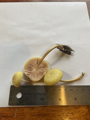 Pluteus leoninus