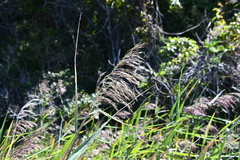 Phragmites japonicus