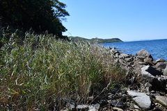 Phragmites japonicus