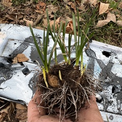 Ornithogalum umbellatum