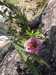 Arachnothryx leucophylla
