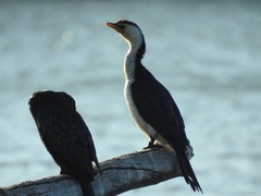 Microcarbo melanoleucos