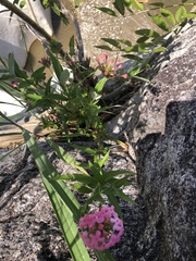 Arachnothryx leucophylla