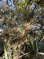Tillandsia utriculata