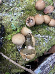 Apioperdon pyriforme image