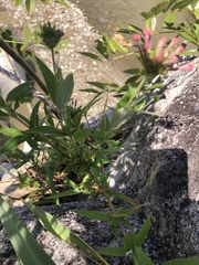 Arachnothryx leucophylla