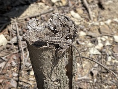 Microlophus occipitalis