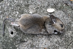 Muroidea