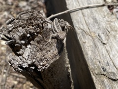 Microlophus occipitalis