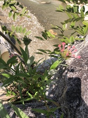 Arachnothryx leucophylla