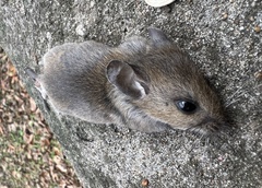 Muroidea