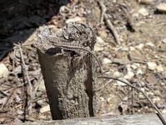 Microlophus occipitalis