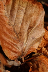 Phyllonorycter maestingella