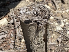 Microlophus occipitalis