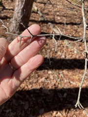 Crataegus pruinosa virella