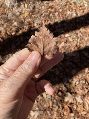 Crataegus pruinosa virella