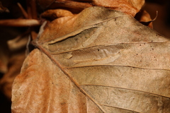 Phyllonorycter maestingella