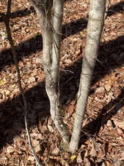 Crataegus pruinosa virella