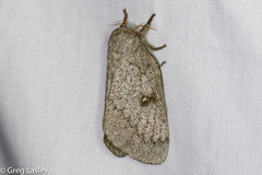 Syssphinx heiligbrodti