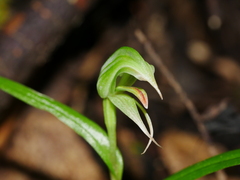 Pterostylis porrecta