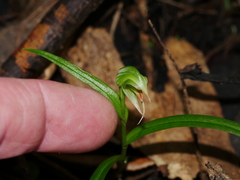 Pterostylis porrecta