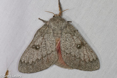 Syssphinx heiligbrodti