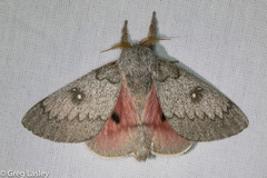 Syssphinx heiligbrodti