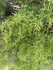 Asparagus aethiopicus