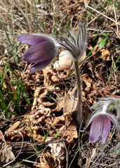 Pulsatilla montana