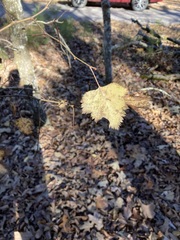 Crataegus pruinosa virella