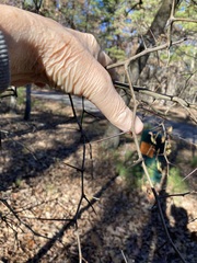 Crataegus pruinosa virella