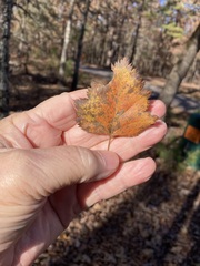 Crataegus pruinosa virella