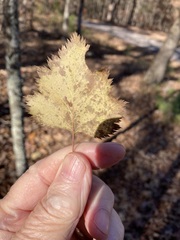 Crataegus pruinosa virella