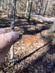 Crataegus pruinosa virella