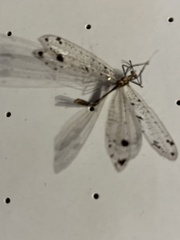 Dendroleon obsoletus