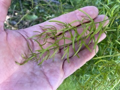 Asparagus aethiopicus