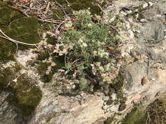 Paronychia argyrocoma