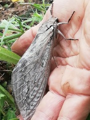 Abantiades argentata