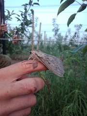Abantiades argentata