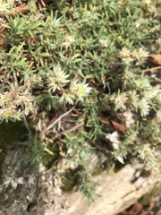 Paronychia argyrocoma