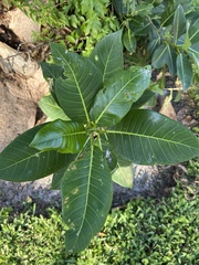 Anacardium occidentale