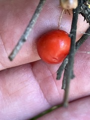 Asparagus aethiopicus