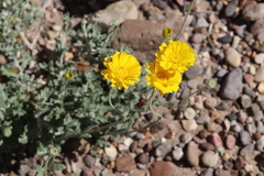 Baileya multiradiata