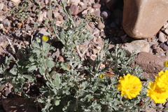 Baileya multiradiata